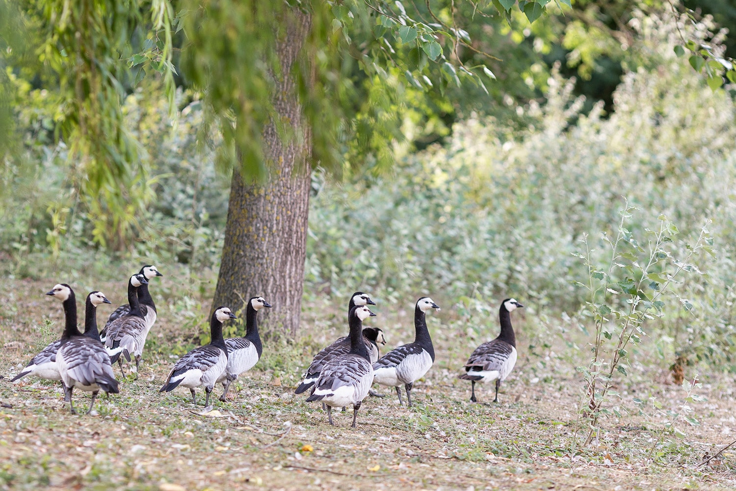 les oies du parc du Domaine de la Chanterelle